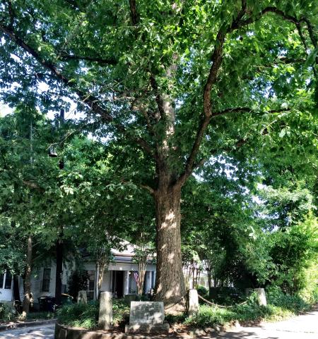 The Tree That Owns Itself