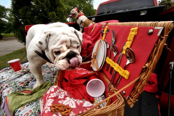 Bulldog picnic basket tailgate