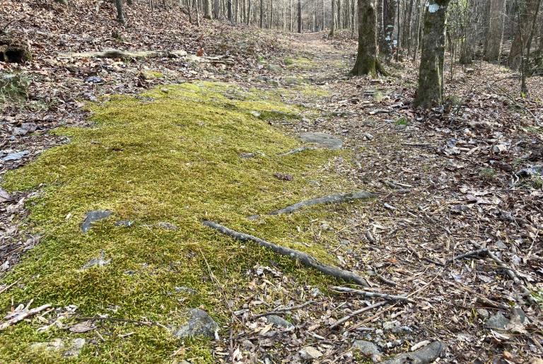 Rock and Shoals Outcrop 8