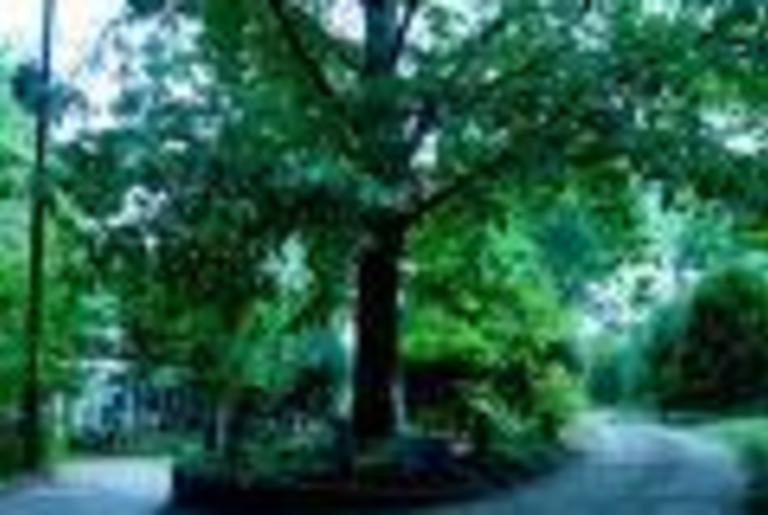 Tree that Owns Itself