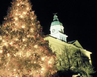 City Hall Tree City Hall Tree