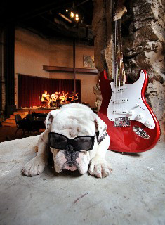 Music Bulldog at The Music Point Athens Music Dawg